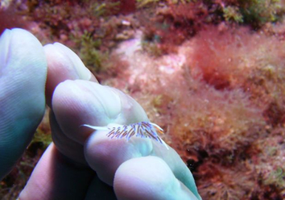 Agenzia/operatore Turistico Il Faro Diving Center